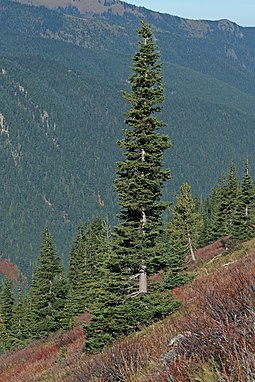 The narrow conical shape of northern conifers, and their downward-drooping limbs, help them shed snow. Abies lasiocarpa 5922.JPG