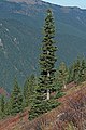 Image 23The narrow conical shape of northern conifers, and their downward-drooping limbs, help them shed snow. (from Conifer)
