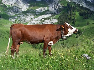 Abondance cow profile.jpg