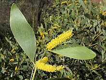 Acacia acradenia phyllodes and flowers.jpg