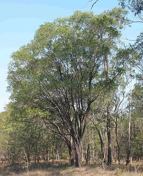 File:Acacia rhodoxylon habit.jpg