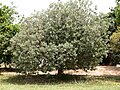 צמח הפיג'ואה