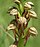 Aceras anthropophorum flowers.jpg