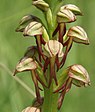 Poppenorchis (Orchis anthropophora)