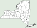 Achillea distans NY-dist-map.png