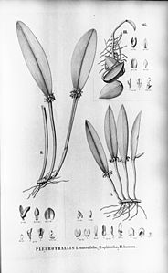 plate 105 I. Acianthera wageneriana (as syn. Pleurothallis convexifolia), II. Acianthera ophiantha (as syn. Pleurothallis ophiantha), III. Acianthera prolifera (as syn. Pleurothallis hamosa)