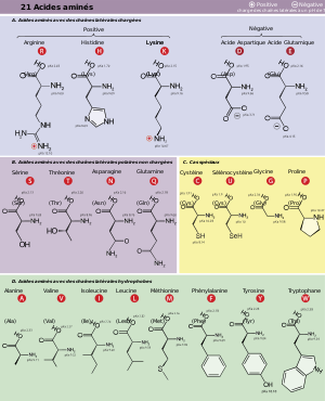 Acide Aminé: Propriétés générales, Occurrence naturelle et rôle biochimique, Propriétés chimiques