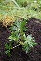 Aconitum henryi