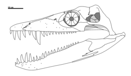Der Belsj/Acostasaurus