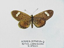 Acraeacepheus.jpg