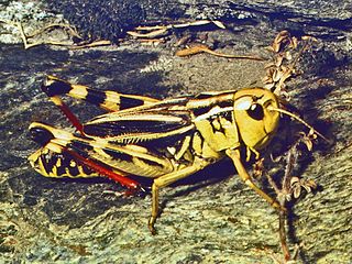 <i>Arcyptera</i> genus of grasshoppers