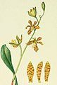 Prosthechea boothiana (as syn. Epicladium boothianum) plate 607 in: Addisonia, (1916-1964) (Detail)