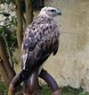 Eagle Buzzard