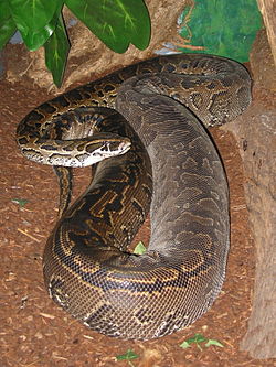 암컷 아프리카비단뱀