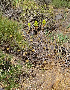 Aeonium arboreum Habitus