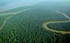 Aerial view of the Amazon Rainforest.jpg