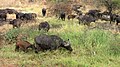 African Buffalo herd.jpg