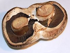 Two Agaricus bisporus mushrooms that have fused together
