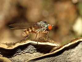 Agathomyia falleni