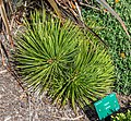 * Nomination Agave stricta, Christchurch Botanic Gardens --Podzemnik 03:09, 3 December 2020 (UTC) * Promotion Good quality. --Bgag 04:04, 3 December 2020 (UTC)