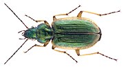 Miniatura para Agonum marginatum