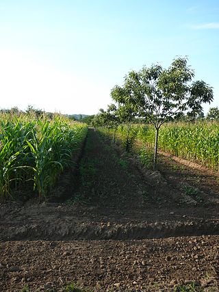 <span class="mw-page-title-main">Agroforestry</span> Land use management system
