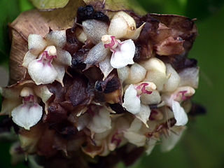 Agrostophyllinae Subtribe of orchids