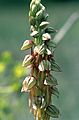 Orchis anthropophora