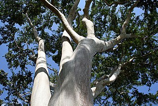 <i>Pseudalbizzia niopoides</i> Species of flowering plant