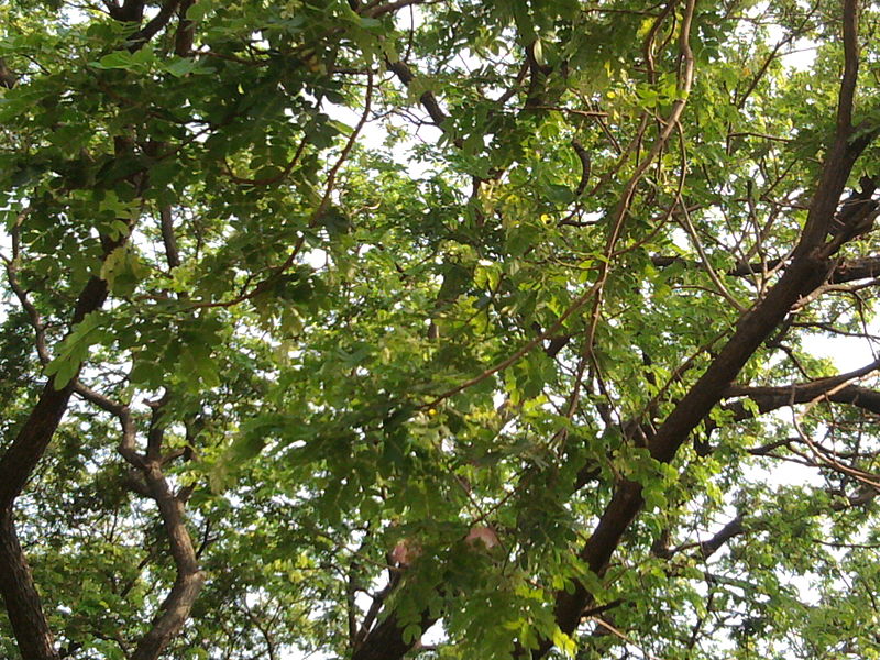 File:Albizia saman (Raintree) (17).jpg