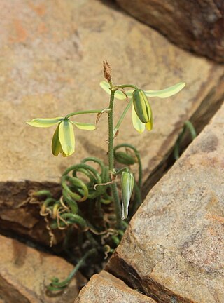 <i>Albuca viscosa</i> Species of plant