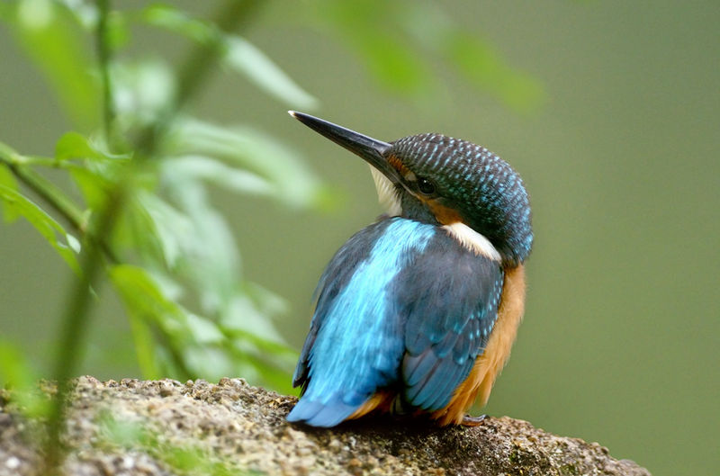 File:Alcedo atthis-8.jpg