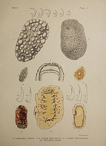 AulneHancockPart8Plate1.jpg