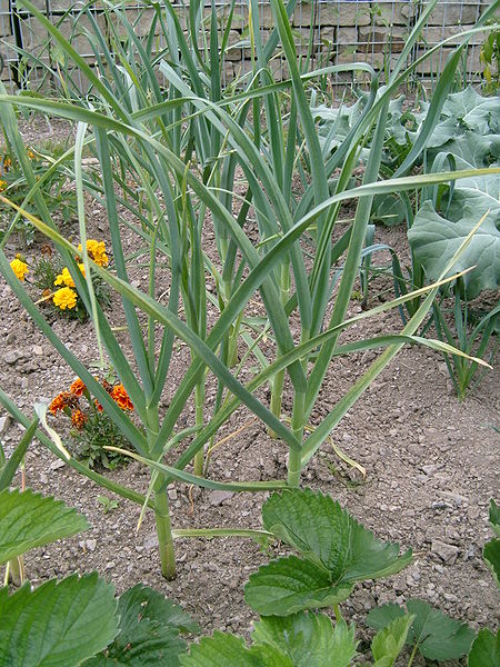 File:Allium sativum garden.jpg