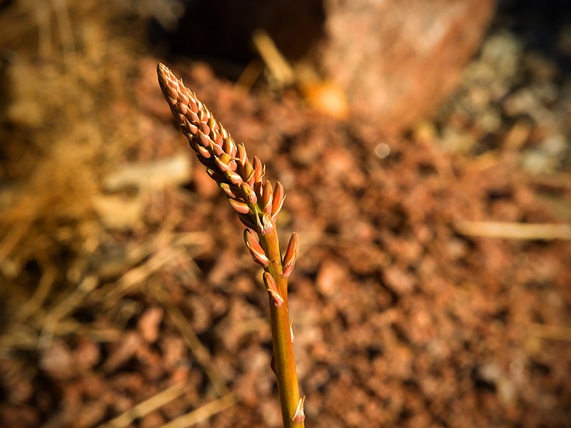 File:Aloe Flower (11487075816).jpg