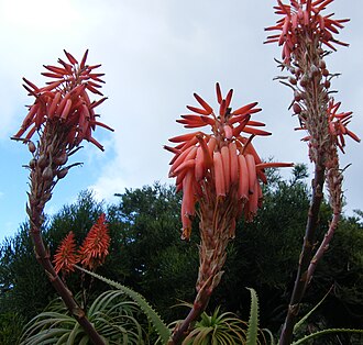 Detail of inflorescence Aloe pluridens (2).jpg