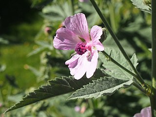 <i>Althaea armeniaca</i> Species of flowering plant