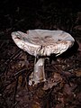 Amanita phalloides