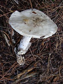 Amanite proxima Dumée (387836) .jpg