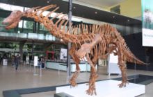 Amargasaurus1 Melb Museum email.jpg