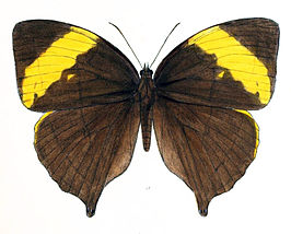 Amathuxidia amythaon