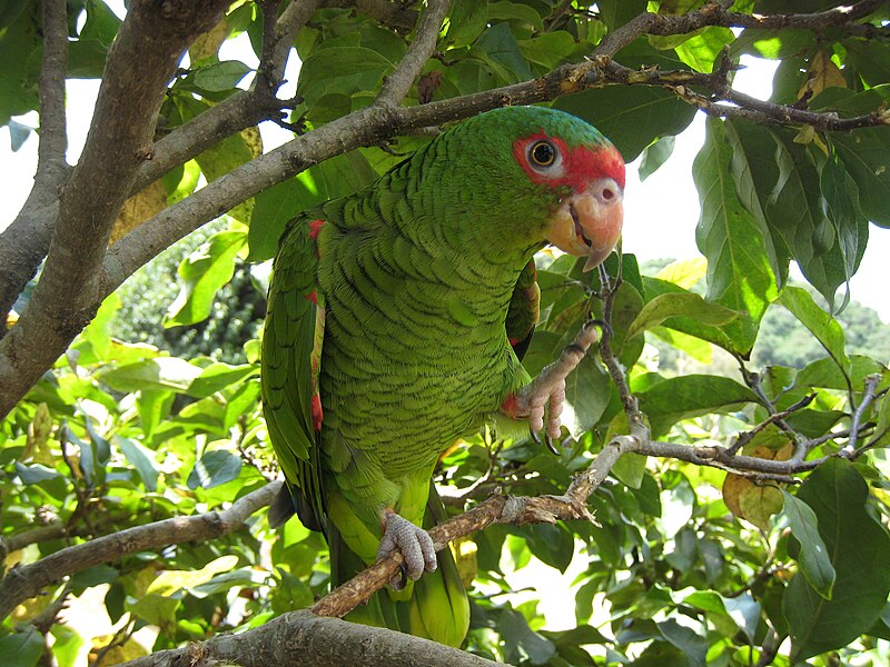 File:Amazona pretrei -Rio Grande do Sul -Brazil-8.jpg