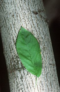 <i>Amelanchier laevis</i> Species of tree