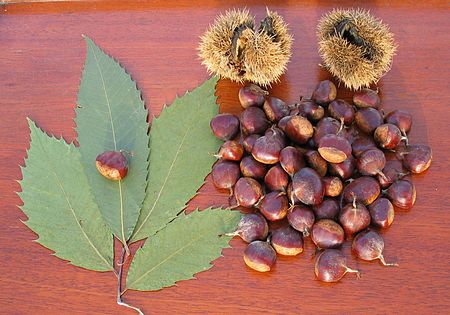 Castanea dentata