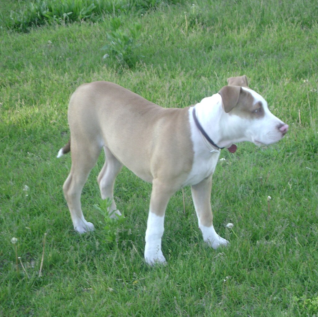 American Pit Bull Terrier (20 weeks old)