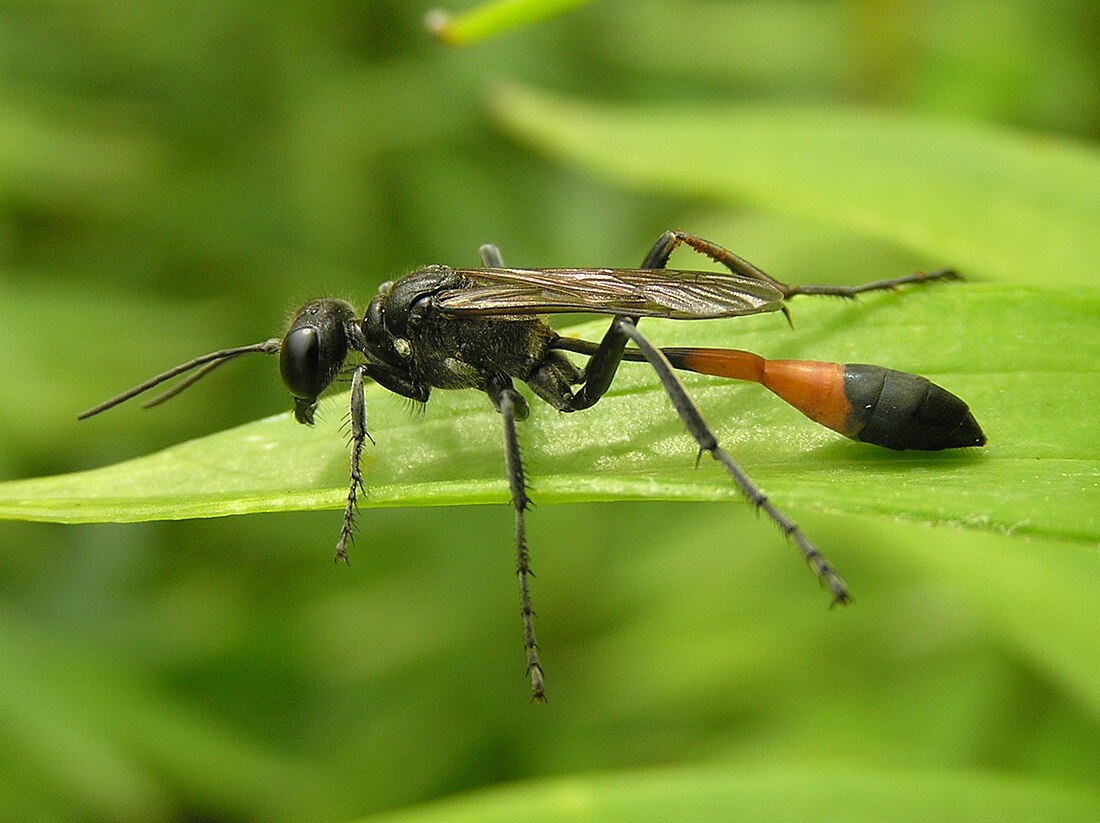 Ammophila sabulosa