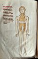 Anatomy of the uterus by Guido da Vigevano (1345).jpg