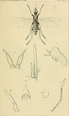 Annales de la Société entomologique de France (1839) (18203501881).jpg