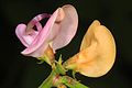 Tahunan Liar Bean - Strophostyles helvola, Occoquan Bay National Wildlife Refuge, Woodbridge, Virginia.jpg