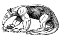 Anteater (PSF) 1.png
